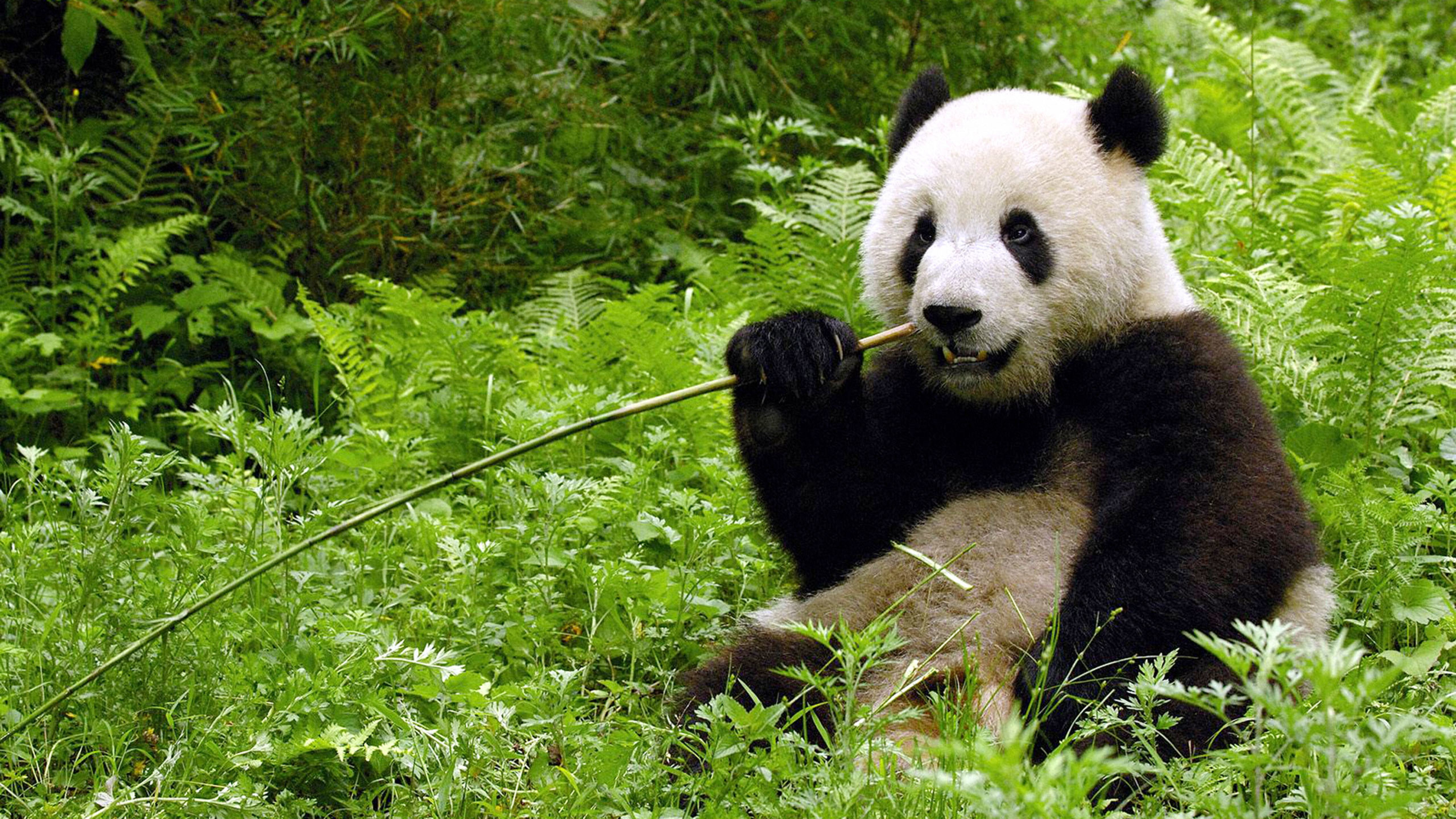“卸了妆”的国宝竟然是个boy？我国第一只白色大熊猫最新研究来了