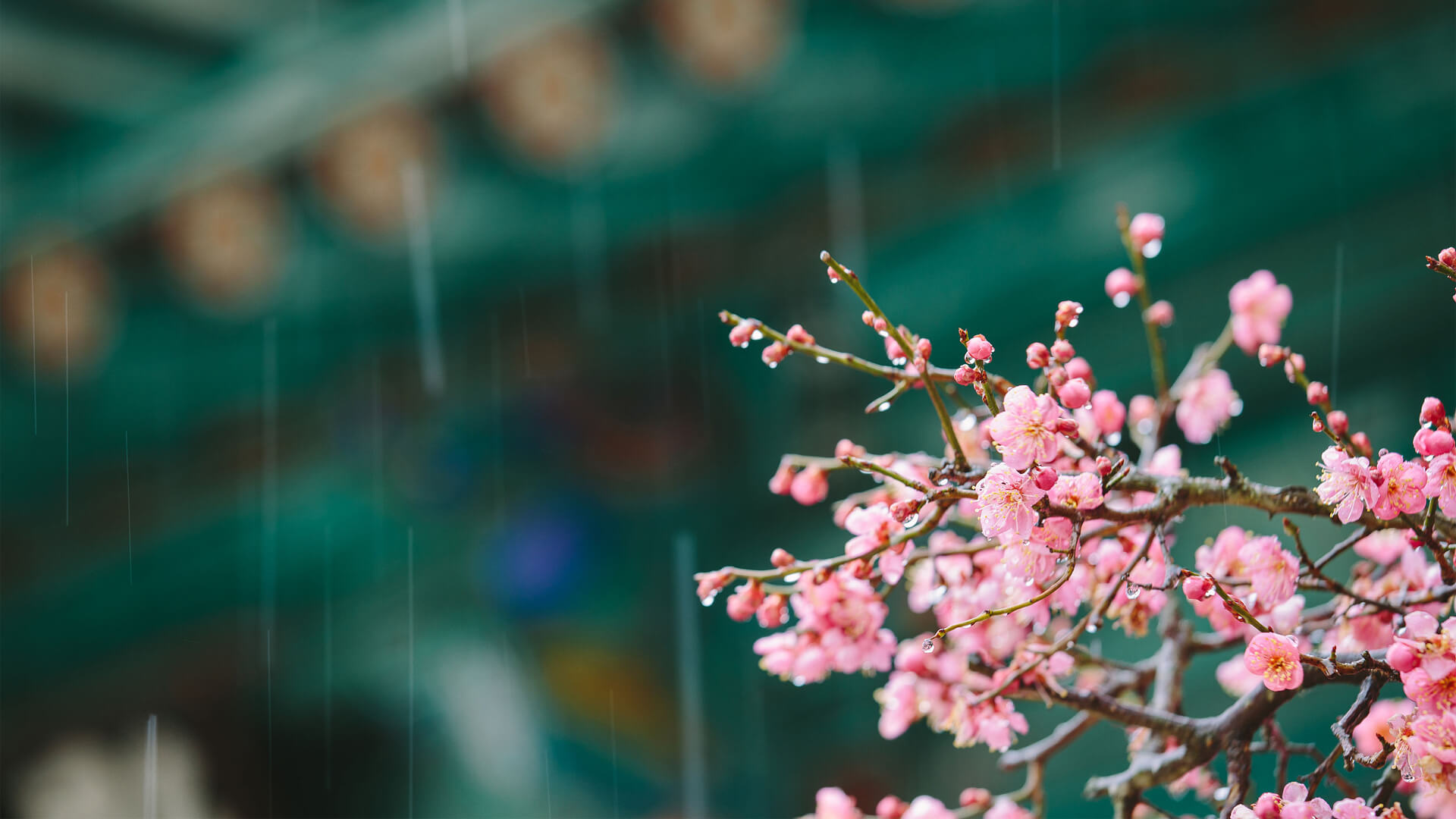 《暮秋的雨》作者:刘新宪