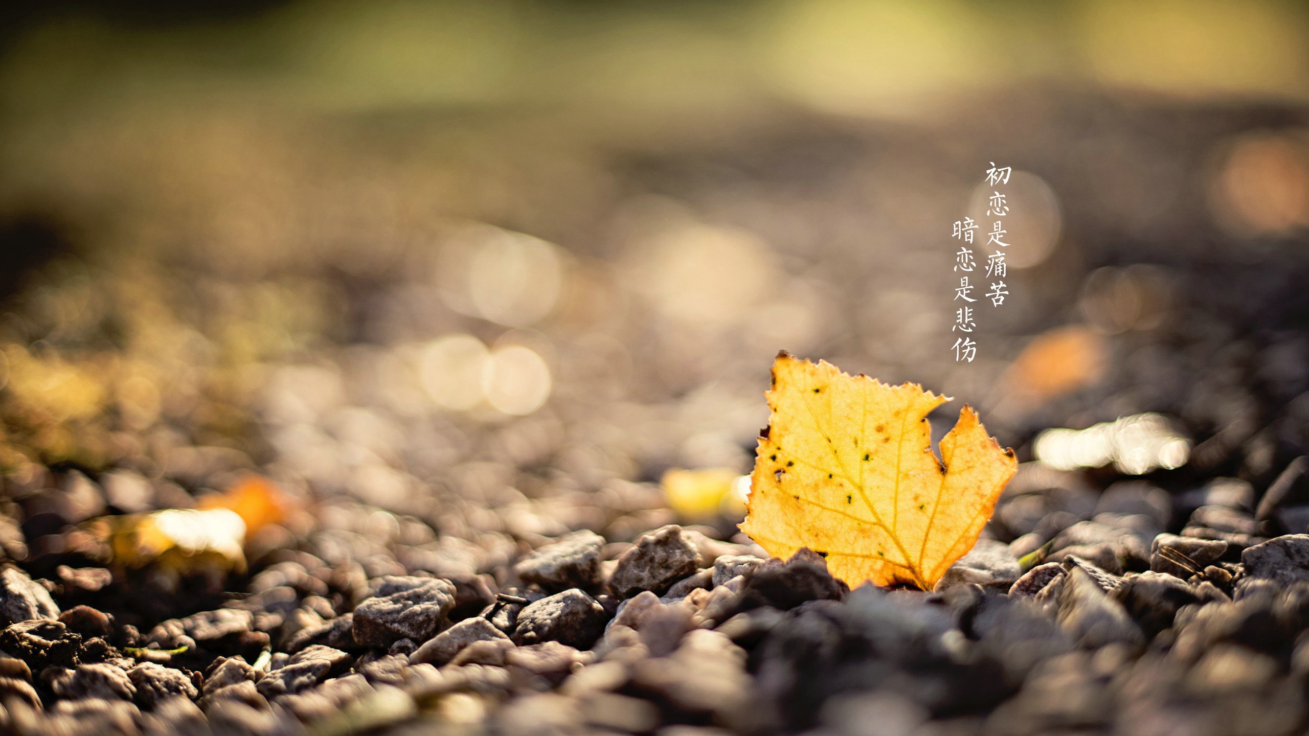 赖美云金屋藏夫惹争议！擦边尺度大用交合当台词，网友：太猛了